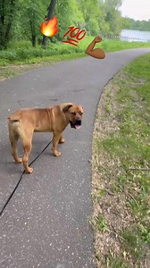 10 months old and already a problem 😤 Exotics Boss carrying out his father’s legacy — and doing it with pressure! This is what generational excellence looks like. #ExoticBoerboels #BigDawg #boerboelpuppies | Boerboel Breeders Ohio