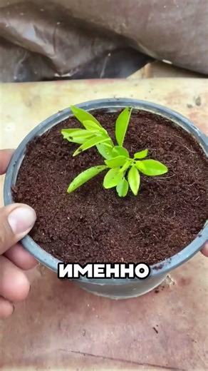 ЖЕСТЬ 🤬 АПЕЛЬСИНОВОЕ ДЕРЕВО В КВАРТИРЕ? 😱🍊