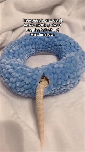 Marshmallow & friends