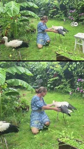 तूफान में फंसे सारस के बच्चों को महिला ने बचाया [Woman saves two fallen stork chicks from storm]