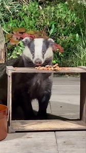 43K views · 3.7K reactions | The beautiful Mrs Lumpy gone but never forgotten 說❤️ | Mr Lumpy & Friends. | Facebook