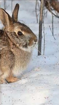 Beware of Minnesota blue snow!