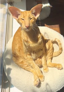 Keebler's Funny Sitting Pose: What Should We Call It?