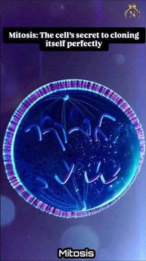 3D animation of Mitosis. #cell #medical #mitosis #nursingking #surja