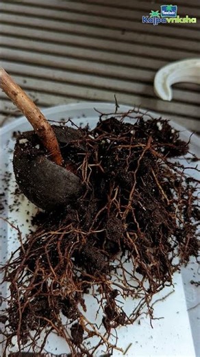 Common pests and diseases of avocado