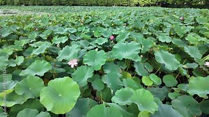 A vast field of lotus plants features circular shapes that overlap, creating a dense, textured carpet over the lake. The lotus leaves gently sway in a light breeze. Peaceful summer in Asian garden