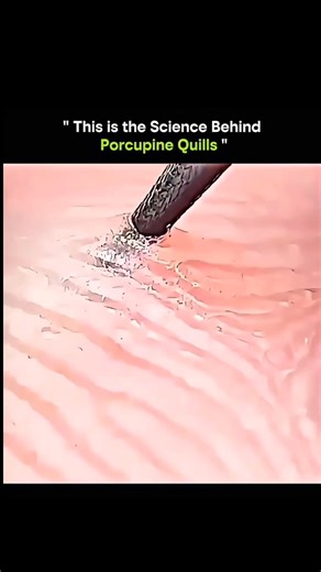 SCIENCE| BEYOND | EVERYTHING on Instagram: "Porcupine quills aren’t just sharp spikes — they’re incredible biological tools engineered by evolution to protect with precision, not aggression. 1️⃣ Quills are modified hairs — not bones Each quill is a thick, hollow hair made of keratin (the same protein as nails and hair), lightweight yet surprisingly strong. 2️⃣ Microscopic barbs make them hard to remove At the tip of many quills are tiny backward-facing barbs. Once inserted, they expand inside ti