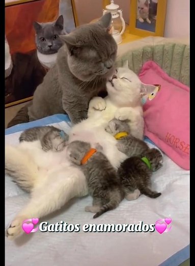6 clips de gatitos enamorados: la pareja más bonita que verás hoy 😻 #gatos #amorgatuno #short #funny