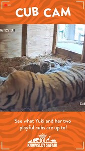 Our Amur tiger cubs are growing bolder by the day, and it looks like we’ve got a little adventurer in the family! 🐯✨ While mum Yuki enjoys a well-deserved nap with one cub snuggled at her side, the other couldn’t resist sneaking over to check out our camera… giving us this incredible close-up moment! 📸💛 #AmurTiger #TigerCubs #WildAndWonderful #ZooBabies #BigCatLove #TigerCubAdventures #ConservationInAction #KnowsleySafari | Knowsley Safari