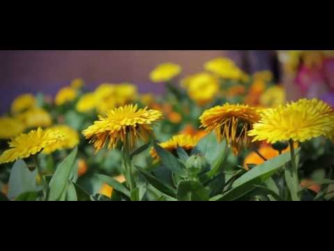 Canon 550D Video test - [HD 1080p]