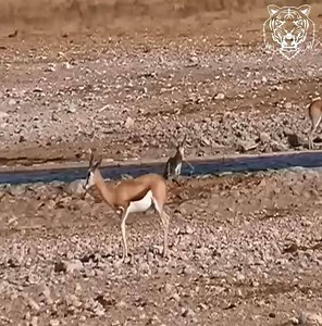 173K views · 496 reactions | The Last Moment Of Springbok! #animals #amazinganimals #wildanimals | Pets Shop | Facebook