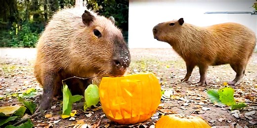 Tierische Halloween-Stimmung im Zoo Schmiding