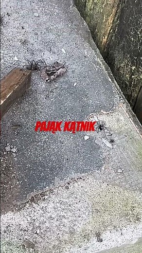 A huge spider is found on a plot of land in Poland! 😱 Giant house spider – is it dangerous? #spid...