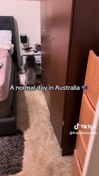 Get Your PR Now in Australia | Koala Video