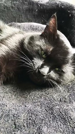 Sleepy black cat yawning and sneezing - Just weekend mood