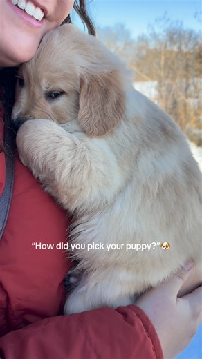 Midwest Golden Canines on Instagram: "All our pups are being picked out this week, and this little girl knew exactly who she wanted 🩷🥹 #fyp #iowa #goldenretriever #whenyouknowyouknow"