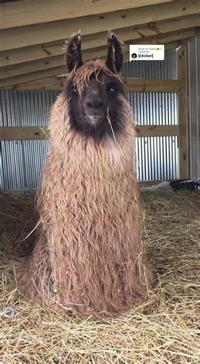 Replying to @Harley😎 #lmfao #jeff #ijustcant #llama #foryourpleassure @whiteandprivileged.ca_9 @Tattooed_Canadian420 @Northman59 @pammydoodle53