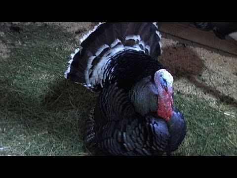 What does turkey mean in English?