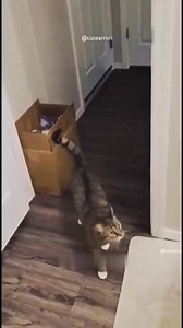 Cute cats compilation #funnyvideo #compilation #FunnyCats | Cats Daily