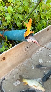 Indian rural fishing technique | Fishing Village