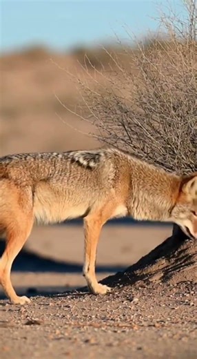 Wild Hunt Unfolds: Coyote vs. Jackrabbit!