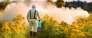 Pest Control Worker Spraying in Flower Field. A worker in protective clothing is spraying plants in a vibrant flower field, possibly for pest control or fertilization Stock Video