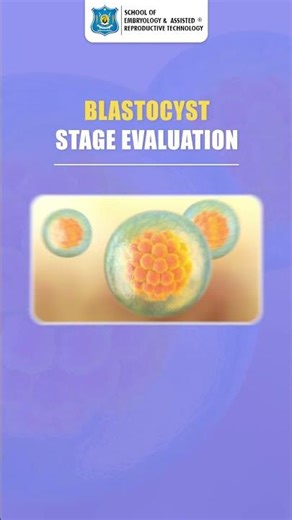 Embryo Grading Explained: How IVF Success Is Decided 🧬