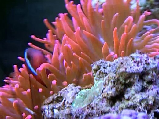 Baby Einstein  Baby Neptune Discovering Water