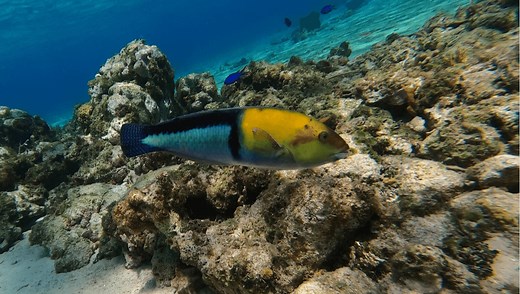 Tool Use Is Widespread Among Fish, But Only In One Family