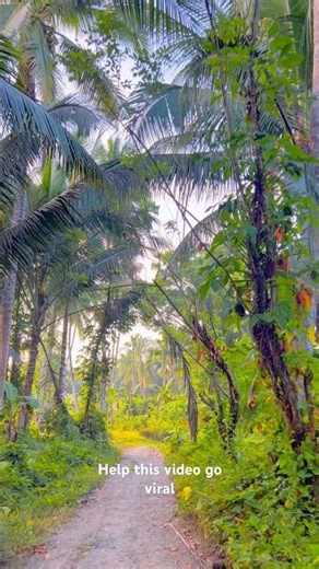 POV: Morning drive with calm roads and fresh air just peace and sunshine #shorts
