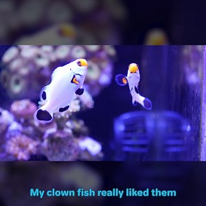 4.8K views · 300 reactions | How To Set Up A Reef Tank For Your Dorm!  | CoralFish12g | Facebook