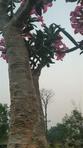 ใจดีเกินไป #วิถีชาวบ้าน #bonsai # framing#adenium #คำคม #คติเตือนใจ