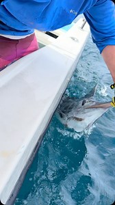 First Stripe Marlin for the Year in La Ventana Baja California Sur #stripemarlin | lalo's fishing