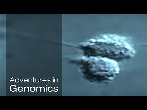 Sequencing the Single Cell – Adventures in Genomics