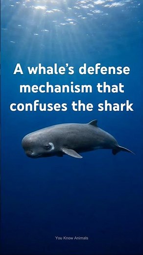 Whale fools Sharks with a fake "Blood" |Whale's defense mechanism that fools a shark