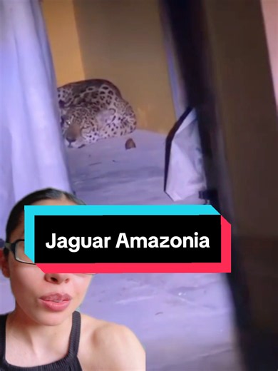 Lo resguardaron y despues se escapó 🐆 ALERTA EN LETICIA , COLOMBIA 🚨 #jaguar #amazonia #Colombia #samzairabio #aprendeentiktok