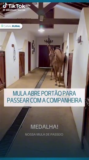 Os vídeos de Daniel Messias (@erffdsghhhgddhhh) com som original - Daniel Messias