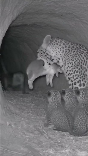 After the Rescue.... monkey and leopard with rabbit friends #animalvideo #animals #AnimalRescue