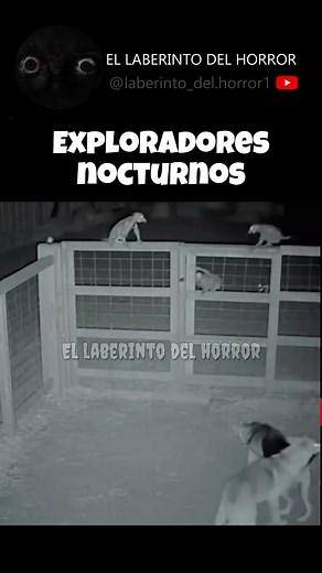👁️ Cámaras captan 3 criaturas misteriosas en el patio… ¡no son animales! Cámaras de seguridad captaron tres extrañas criaturas caminando en un patio a la madrugada. No son gatos, no son monos, no son ardillas… y los perros no paran de ladrarles como si supieran que no pertenecen a este mundo. ¿Qué eran esas cosas? 👁️🌑 #criaturas #duendes #paranormal #camaradeseguridad #misterio #aterrador #nocheparanormal | El Laberinto Del Horror
