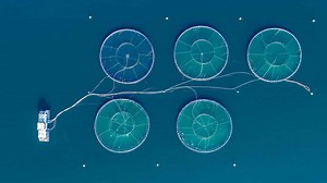 Could Undersea Farming Help Save the World?