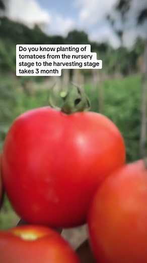 Olaseni Farms on TikTok