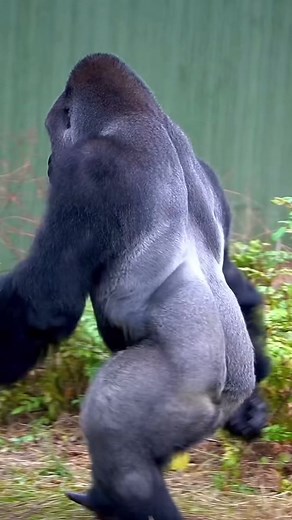 Big Shabani on the move 🦍💨. #foryoupage #fyp #fy #viral #animal #animals #lion #tiger #zoo #trend #trending #safari #nature #learnontiktok #edutok #awareness #learn #learning #education #educational #safety #wild #wildlife #edit #pets #zoology #blowthisup