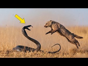 Cobra vs. Mongoose: Nature’s Fiercest Rivalry | Ultimate Survival Battle