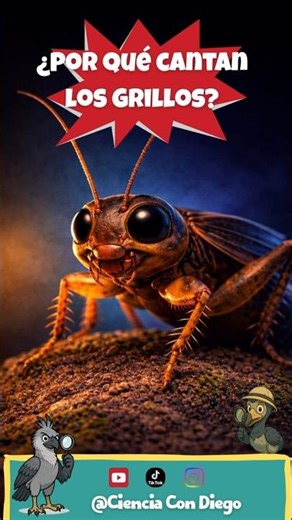 Crickets. Why do they sing?