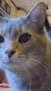 I was hungry. I went upstairs with my grandma. We started with some crispy food, then ate another...