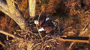 It looks like eagles at all of our nests have started nestorations! DNF, Mr. North, and Mr. and Mrs. T are visiting Nest Depot, flying in sticks, inspecting one another's work, and tangoing away to put everything in the perfect place. While HM and HD don't appear inclined to come back to N1 or to adopt N2B, we have seen them fishing the pond and carrying sticks to the east. We'll go scouting for their latest nest and for Mom and DM2 once more leaves are down. I enjoyed all of these videos but wa