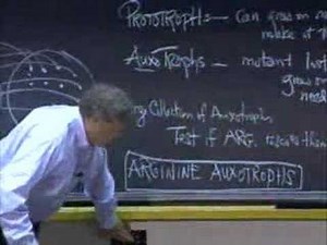 Lec 8 | MIT 7.012 Introduction to Biology, Fall 2004