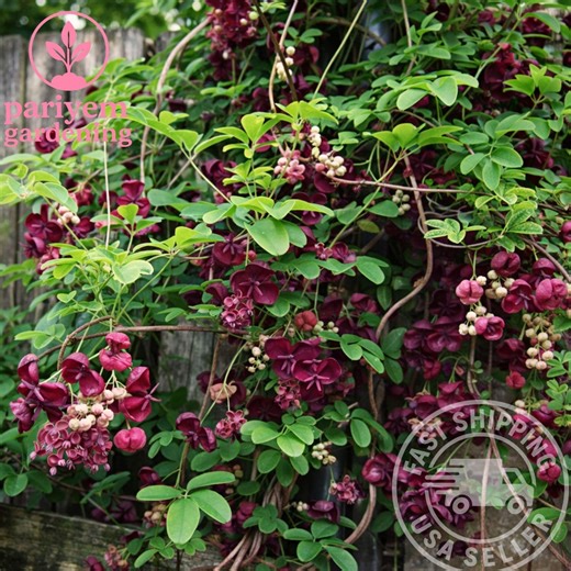 Chocolate Vine Plant – Akebia Quinata – Hardy Perennial Climbing Vine – Edible Fruit – Zones 4-8 - Etsy