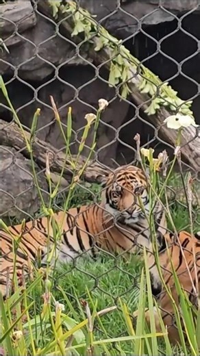 Tiger rawr #newzealand #travel #zoo