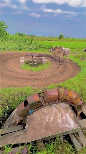 Old Water Wheal Irrigation System Operating With Bulls #shortvideo #farming #irrigation